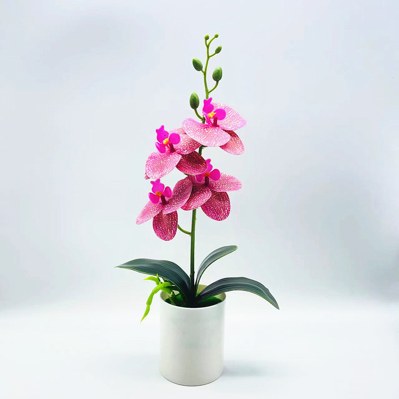 Everlasting Blooms – Easy-Care Orchids for Every Room