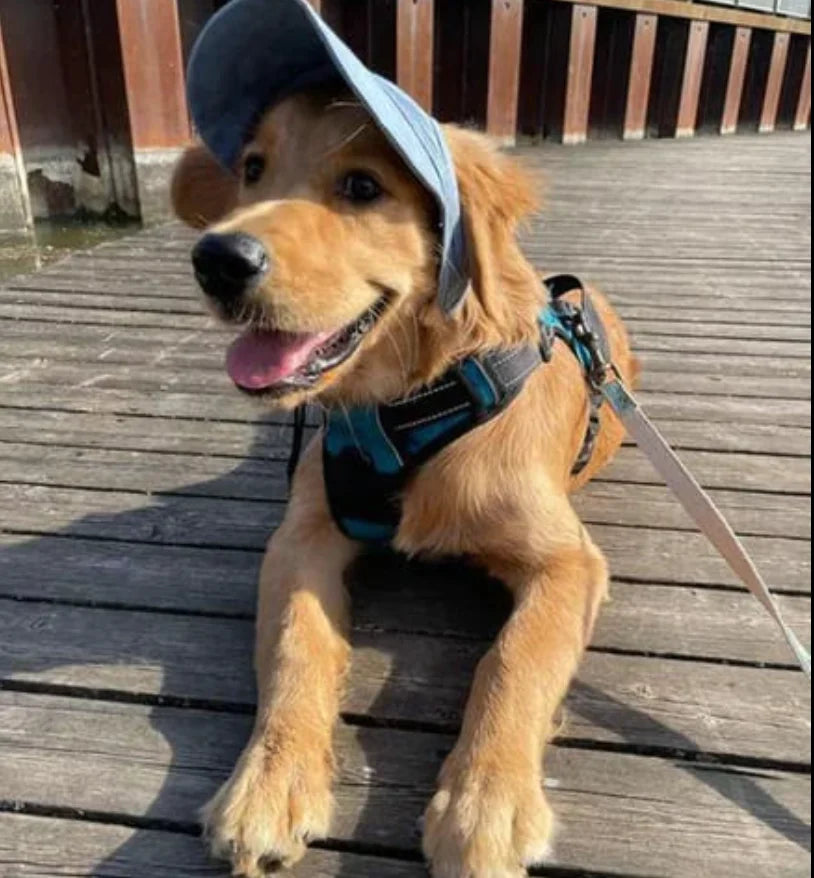Schützende Hundekappe mit UV-Schutz und verstellbarem Riemen