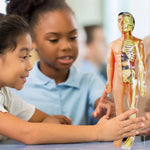 Lernmodell zur Anatomie für Kinder