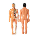 Lernmodell zur Anatomie für Kinder