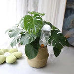 Automated Pot Plant Watering System – 500 ml