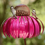 Bird Paradise Flower House – Plant joy in your garden