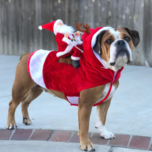 Hundekostüm als Weihnachtsmann