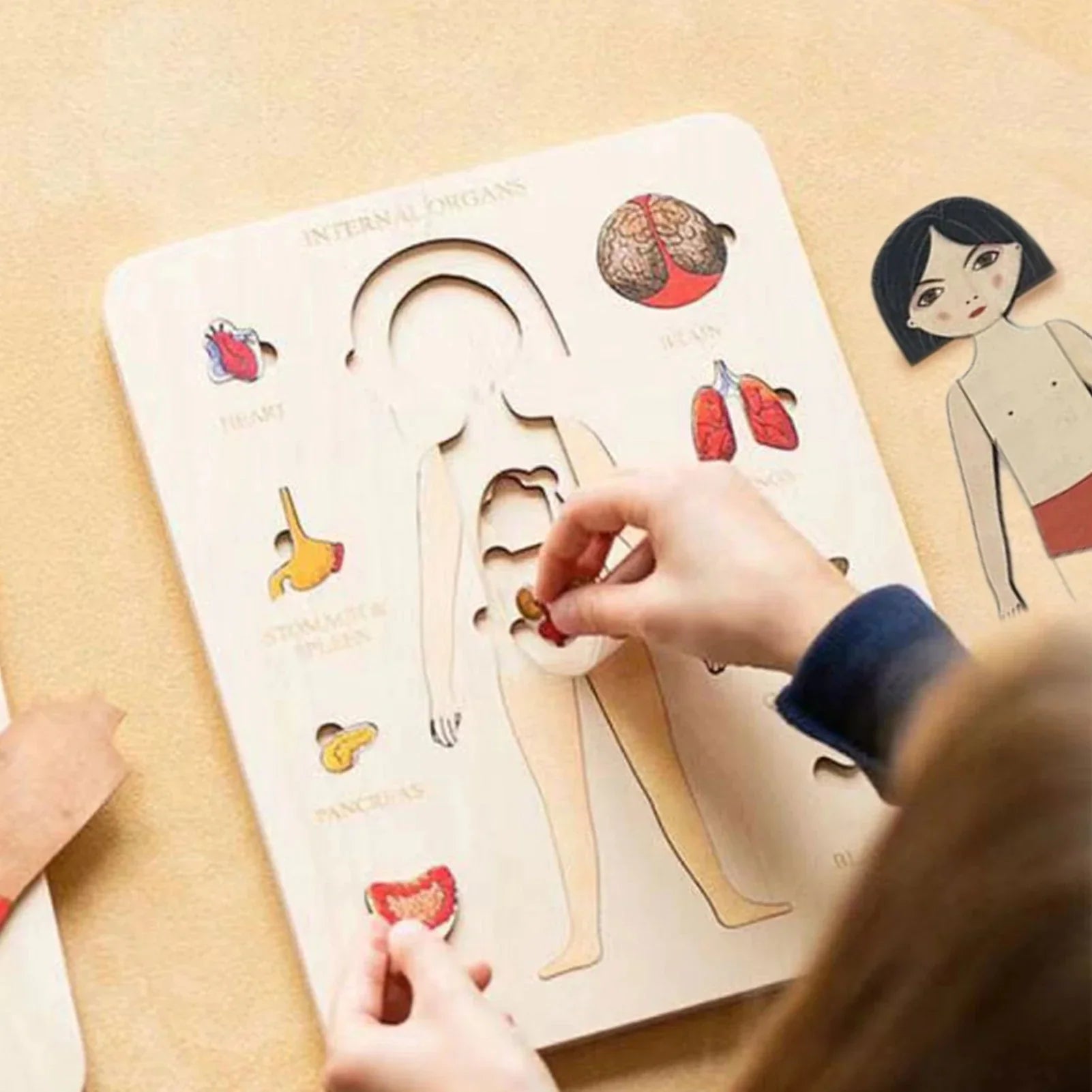 Holzpuzzle zur Anatomie des menschlichen Körpers – Lernspiel
