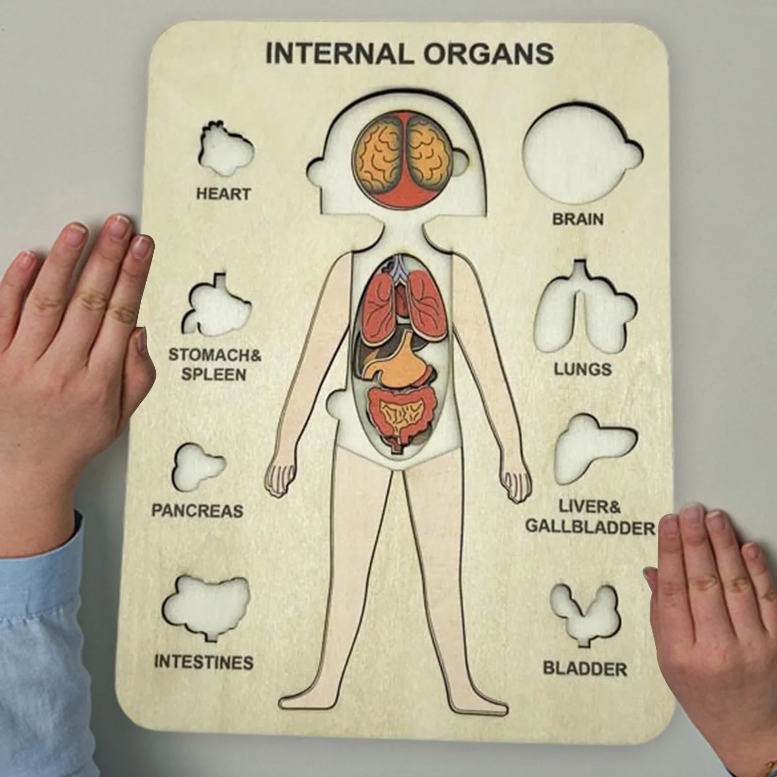 Holzpuzzle zur Anatomie des menschlichen Körpers – Lernspiel