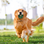 Snackspielball für Hunde | Robustes Design, Wiederverwendbar, Sommerfreude