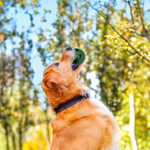 Snackspielball für Hunde | Robustes Design, Wiederverwendbar, Sommerfreude