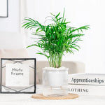 Plant care made easy – The smart self-watering pot
