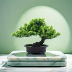 Lebenslange Bonsai-Pflanze für ein harmonisches Zuhause