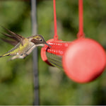 Kolibri-Futterspender für den Garten – HummingNest