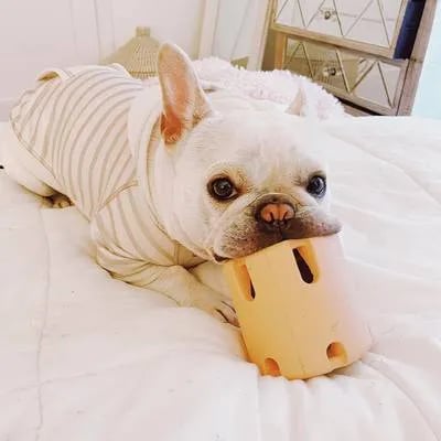 PawPlay | Interaktives Spielzeug für aktive Hunde