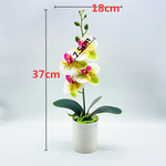 Everlasting Blooms – Easy-Care Orchids for Every Room