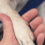 SchnippSafe | Stress-free and safe nail cutting