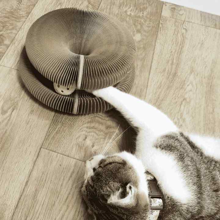 Katzenspielzeug - Interaktives Spielzeug für Katzen