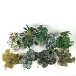 Green Dream – The easy-care hanging plant for every room