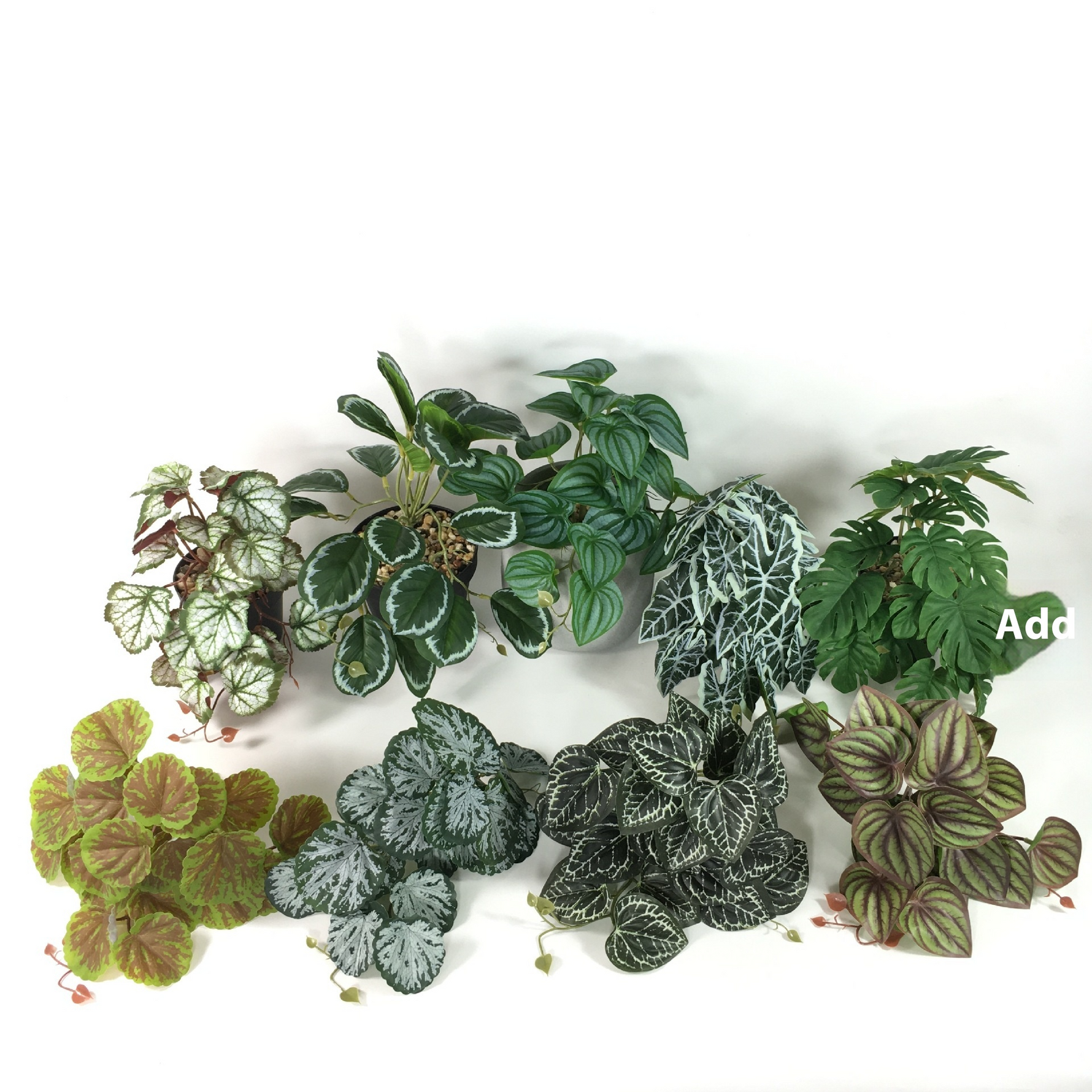 Green Dream – The easy-care hanging plant for every room