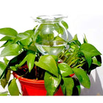 AquaSphere Automatic Plant Watering Globes | Set of 2 Handmade Glass