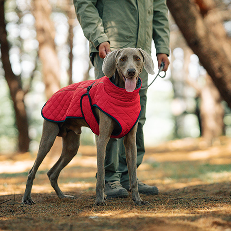 Dog Winter Coat – For warm and safe walks