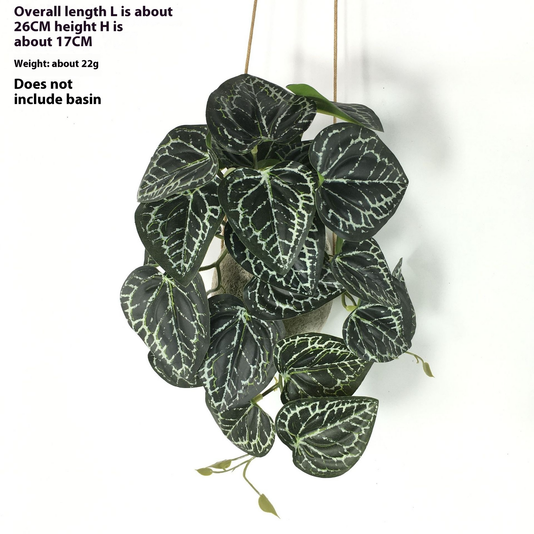Green Dream – The easy-care hanging plant for every room