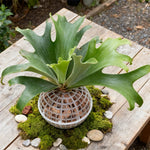 MossHarmony Hanging Planter Ball | Plastic with Drainage Holes | Ideal for Orchids and Ferns | Indoor and Outdoor Use