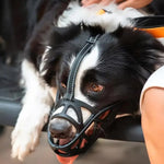 Soft Dog Muzzle for Safe Use in Daily Activities