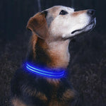 GlowHund LED-Leuchthalsband für Hunde – Sichtbarkeit garantiert!