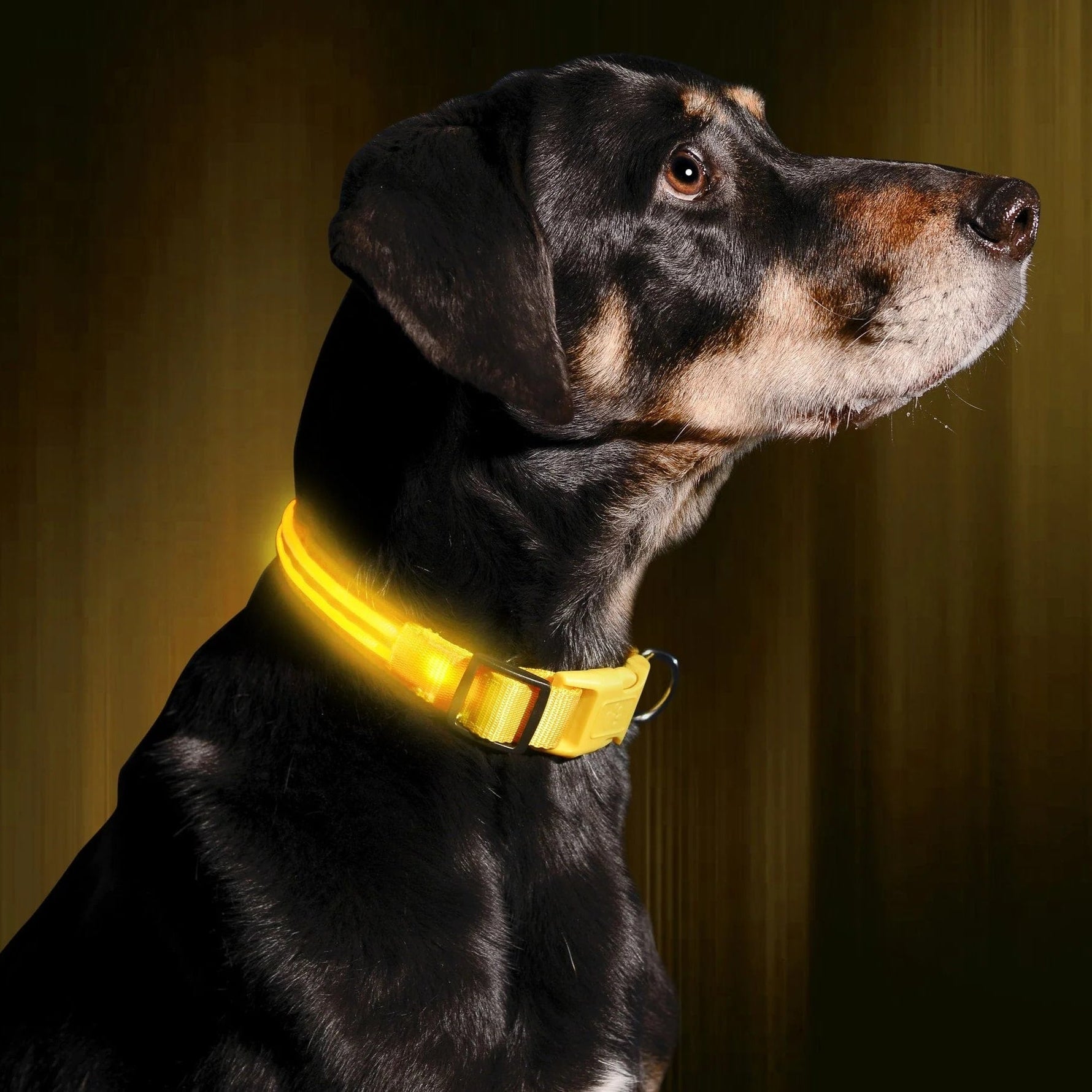 GlowHund LED-Leuchthalsband für Hunde – Sichtbarkeit garantiert!