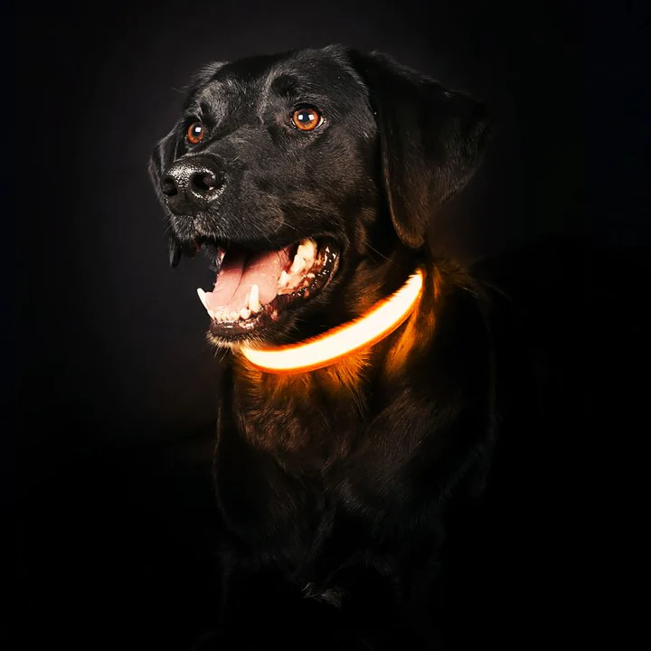 GlowHund LED-Leuchthalsband für Hunde – Sichtbarkeit garantiert!