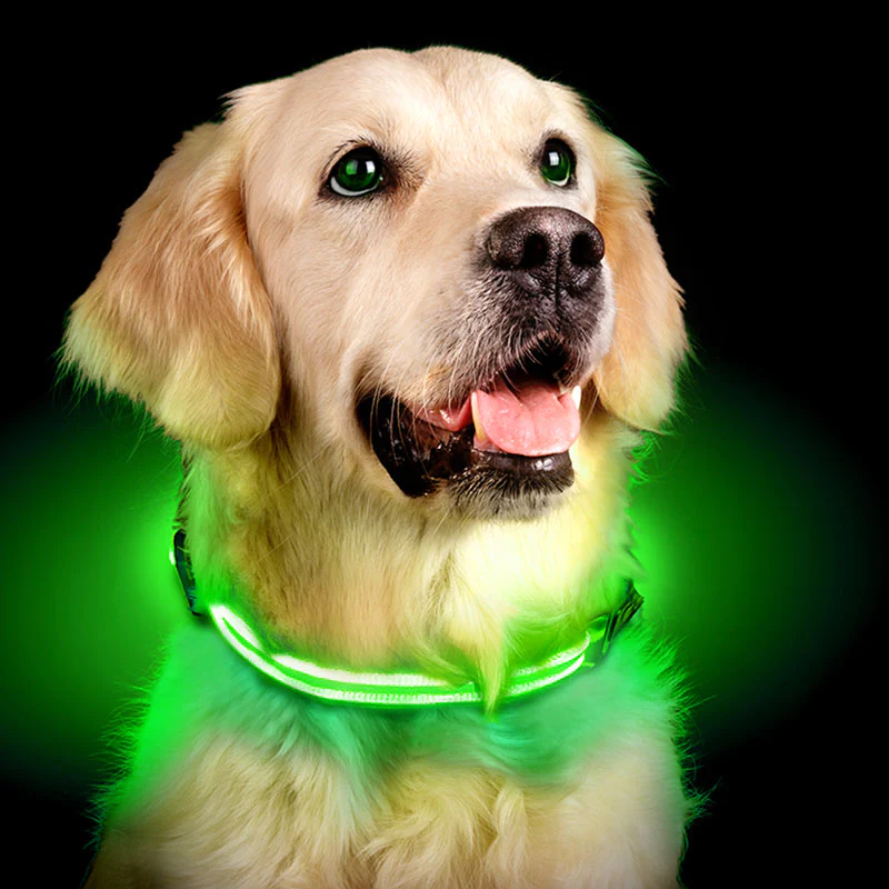GlowHund LED-Leuchthalsband für Hunde – Sichtbarkeit garantiert!