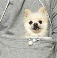 Der Kuschelhoti: Tragbarer Hoodie für Haustiere