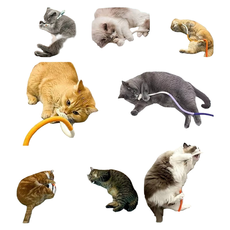 Katzenspielzeuge für verspielte Kätzchen - Gesundes Kauen