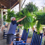 Künstlicher Bostonfarn für Balkon und Terrasse – Pflegeleicht und UV-beständig