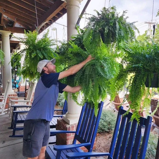 Künstlicher Bostonfarn für Balkon und Terrasse – Pflegeleicht und UV-beständig