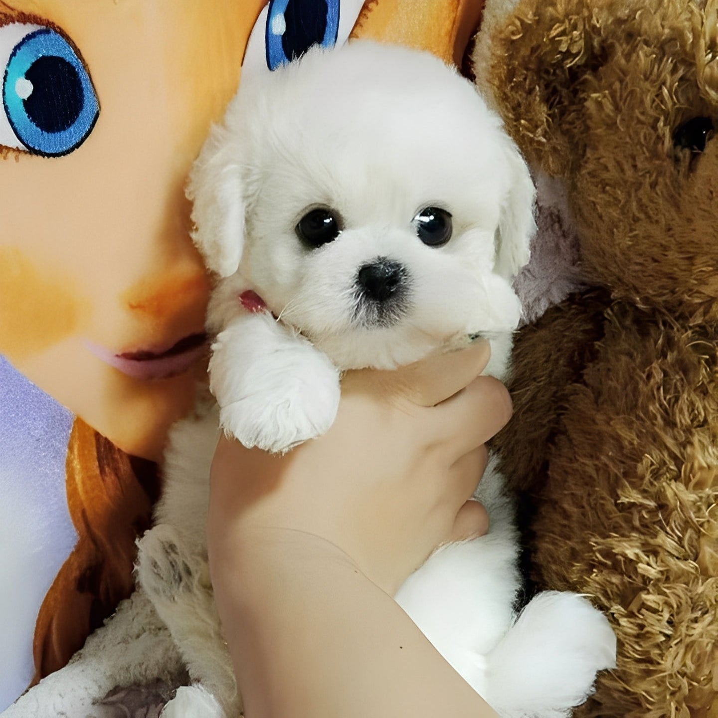 Kuscheliger Hundefreund aus Plüsch
