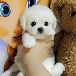 Kuschel-Teddy Hund Spielzeug