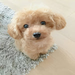 Kuscheliger Hundefreund aus Plüsch