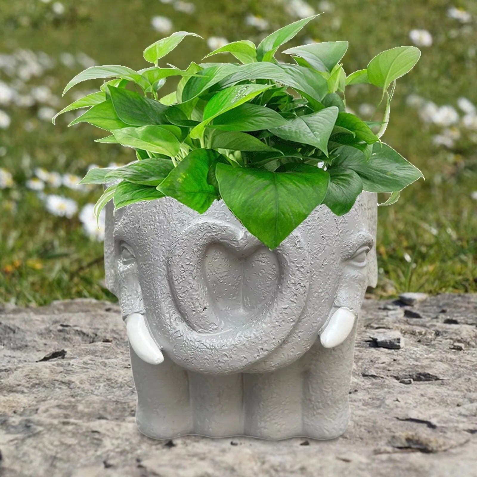 Kreativer Blumentopf für Sukkulenten und stilvolle Dekoration