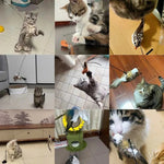 Katzen-Spielzeugset mit Vögeln für aktiven Spielspaß