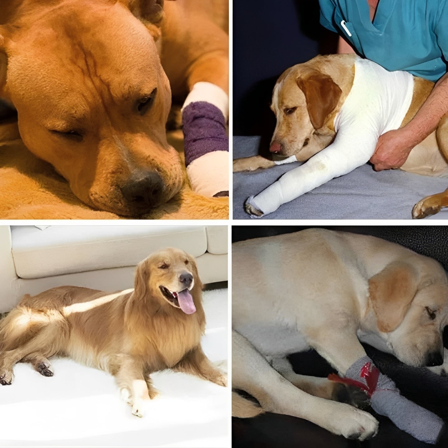 Verstärkende Beinschiene für Hunde mit Verstellbaren Riemen