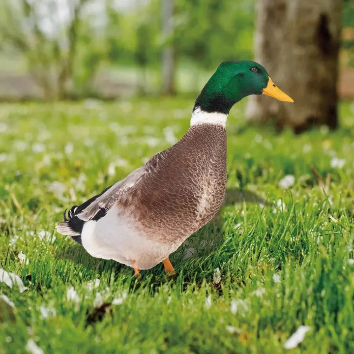 Lebensechte Entenfigur für den Garten