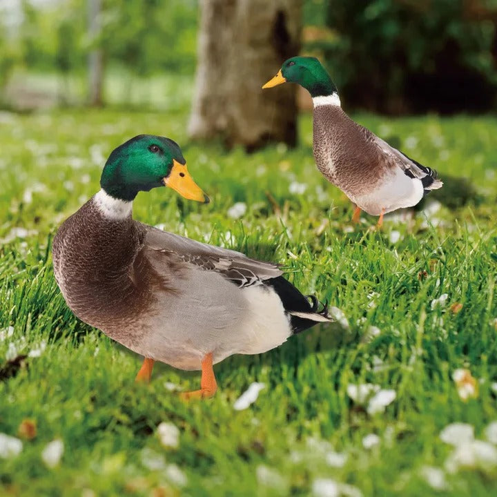 Lebensechte Entenfigur für den Garten
