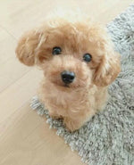 Echter Plüschhund Teddy Glückspuppe – Realistisches Spielzeug