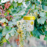 Fruchtfliegenfallen – Insektenfalle zur Bekämpfung von Obstfliegen