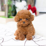 Echter Plüschhund Teddy Glückspuppe – Realistisches Spielzeug