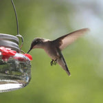 Durchsichtiger Blüten-Hummingbird-Futterspender