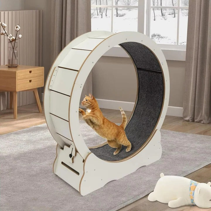 Katzenlaufrad für Bewegung und Spiel