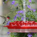 Schwebender Kolibri-Futterspender mit Insektenschutz