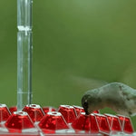 Schwebender Kolibri-Futterspender mit Insektenschutz