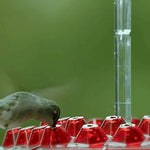 Kolibri-Futterstation mit integriertem Ameisenmoat