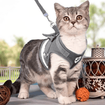 Sicherheitsgeschirr für Katzen – Unvergessliche Abenteuer